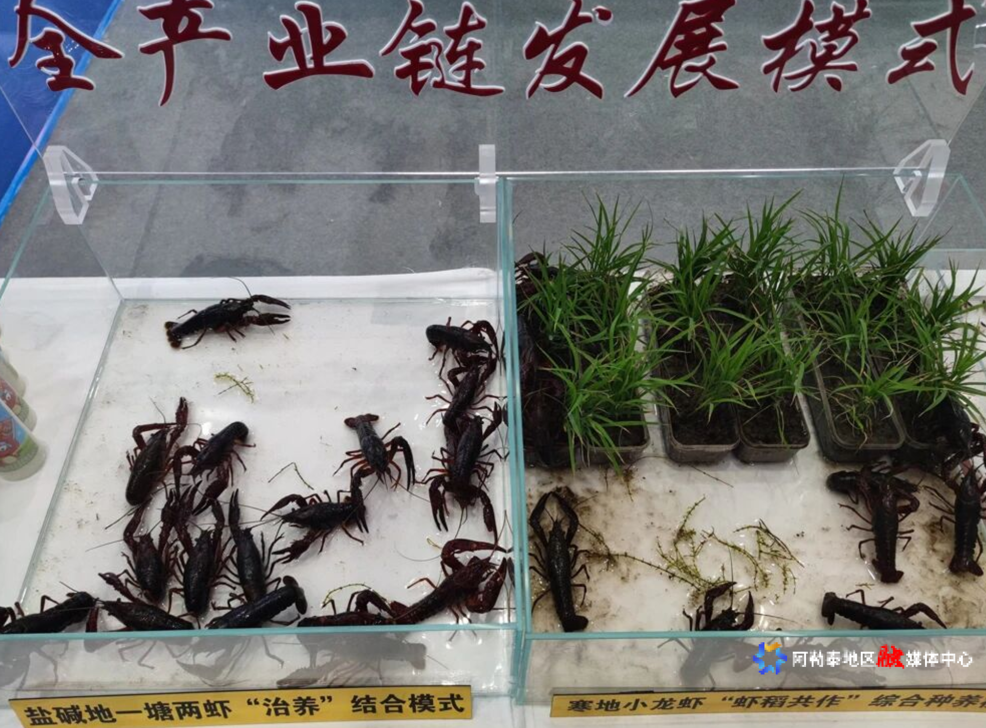 mmexport1763789007333